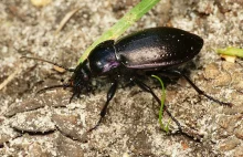 Biegacz gajowy (Carabus nemoralis) – nocny łowca dżdżownic