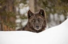 Infekcja pasożytem pomaga wilkowi zostać przywódcą stada