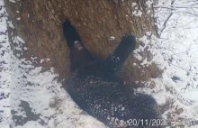 Kamera uchwyciła niedźwiadka. Zwierzę szykuje się do snu zimowego