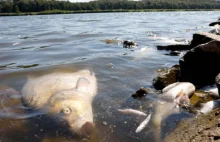 Odra ściekiem płynąca. Aż 751 pozwoleń na zrzut ścieków do Odry i jej dopływów