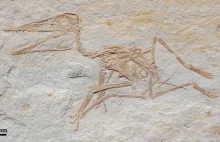 Najstarsza skamielina Pterodaktyla znaleziona w Niemczech.