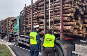 Przewozy drewna pod kontrolą - WIELKOPOLSKA