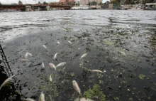Niemcy zbadali Odrę. W rzece mało ryb, a zanieczyszczenie prawie takie jak w...