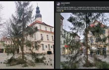 Zielona Góra: Leśnicy dali miastu choinkę na święta. Kubicki: "takie...