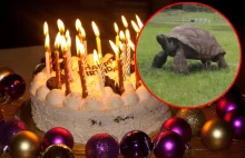 Wielka Brytania: Najstarszy żółw na świecie obchodzi 190 urodziny.