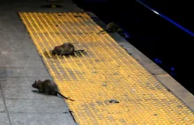 Nowy Jork szuka szczurołapa. Pensja: 170 tys. dolarów