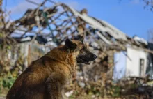 Rosyjski deputowany chce wysłać bezpańskie psy na Ukrainę