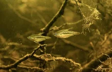 Skrzeczyk karłowaty - ryba wydająca dźwięki
