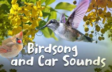 Relaksujące dźwięki natury – ptasi śpiew i dźwięki samochodów