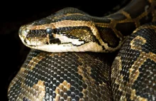 Steve Irwin – Palestyński łapacz węży