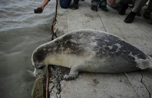 Rosyjskie ministerstwo środowiska tłumaczy śmierć fok.