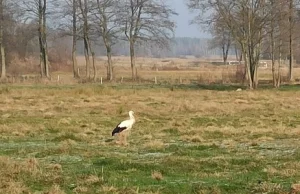 Bocian postanowił zimować w Polsce. "To lokalna atrakcja"