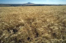 Eksport zbóż z Ukrainy wraca do poziomu sprzed wojny