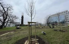 Trwa sadzenie drzew przy ul. Legnickiej i Lotniczej.