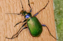 Tęcznik (Calosoma scrutator) – amerykański łowca gąsienic