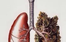 Płuca palaczy marihuany zdatne do przeszczepu - badania. | | Świat...