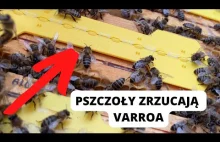 Siłownia dla pszczół do zwalczania pasożyta
