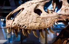 USA: Czaszka tyranozaura osiągnęła na aukcji Sotheby's tylko 6,1 mln dolarów
