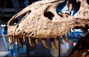 USA: Czaszka tyranozaura osiągnęła na aukcji Sotheby's tylko 6,1 mln dolarów