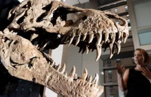 Czaszka tyranozaura osiągnęła na aukcji Sotheby's 6,1 mln dolarów