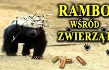 Ratel – Najbardziej nieustraszone zwierzę świata –