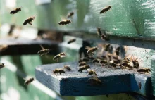 Większe dopłaty do każdej rodziny pszczelej