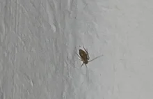 Małe robaczki w łazience na ścianie
