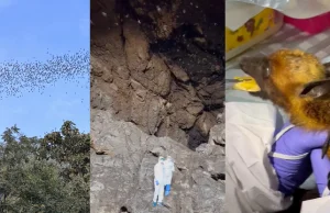 Wirusolog z Wuhan prowadzi badania w jaskini z milionami nietoperzy