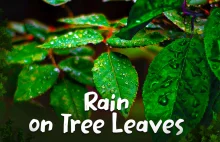 Relaksujące dźwięki natury – deszcz na liściach drzew