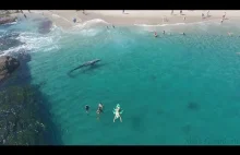 Ogromny wieloryb przepływa między plażowiczami