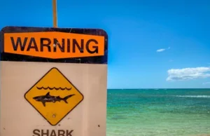 Atak 3,5-metrowego rekina na Hawajach
