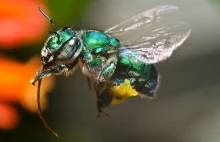 Ewolucyjne ślepe zaułki i lepkie urządzenia: botanik Darwin