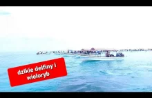 Dzikie delfiny i białe plaże Zanzibaru