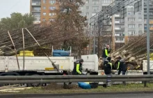 Drzewa sadzone na mrozie. Mieszkańcy zdziwieni, urzędnicy uspokajają