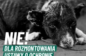 Skandal. PiS chce odebrać organizacjom pozarządowym prawo ratowania zwierząt
