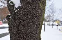 Znów się pokazały w Zielonej Górze. Ale tym razem niespodziewanie, żyją w...