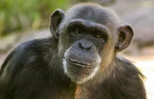 Szwecja. Szympansy uciekły z wybiegu w zoo. Trzy zastrzelono