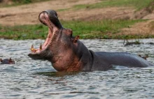Hipopotam połknął i wypluł dziecko. Dwulatek cudem przeżył
