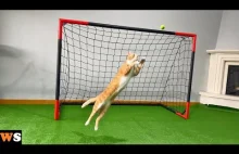 Goalkeeper Cat Indy