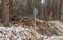 Leśnicy wycięli wiekowe sosny bez zgody. Prokuratura ignoruje sprawę