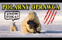 Film o niedźwiedziach polarnych. Po prostu.