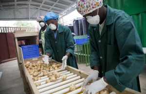 Nigeryjczycy wyhodowali superziemniaki. Dają trzykrotnie wyższe zbiory