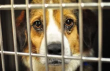 USA, Nowy Jork zakazuje sprzedaży zwierząt domowych