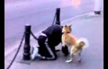 pies posuwa pijaka na ulicy