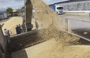 Rolnicy żądają ingerencji w rynek zbóż