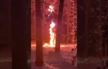 Płonie ognisko w lesie
