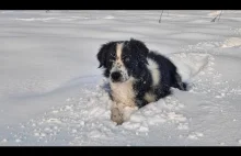 We are diving in snow. Border Collie and me in Polish mountains