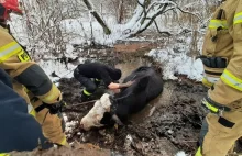 Strażacy uratowali krowę, która tonęła w bagnie