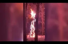 Pożar drzewa przy linii energetycznej pod Opolem