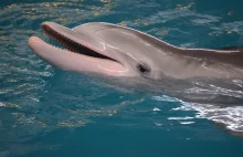 Zmiany w mózgu delfinów wskazujące na objawy podobne do choroby Alzheimera